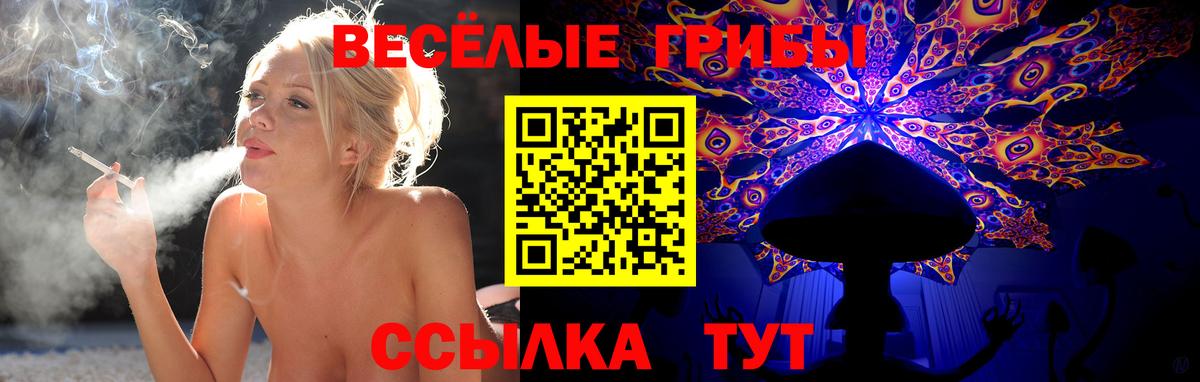 Псилоцибиновые грибы Psilocybine cubensis Тихвин